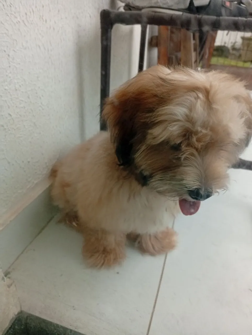 Vendo filhote de lapsa 