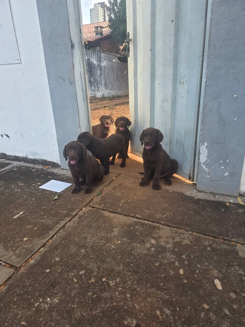 Vendo 2 fêmeas filhotes de Labrador Chocolate R$ 800,00 cada uma