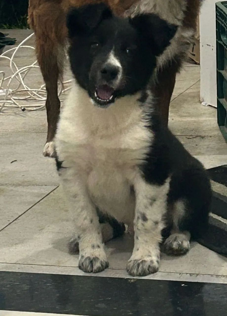 Filhote de boder collie - Foto 5