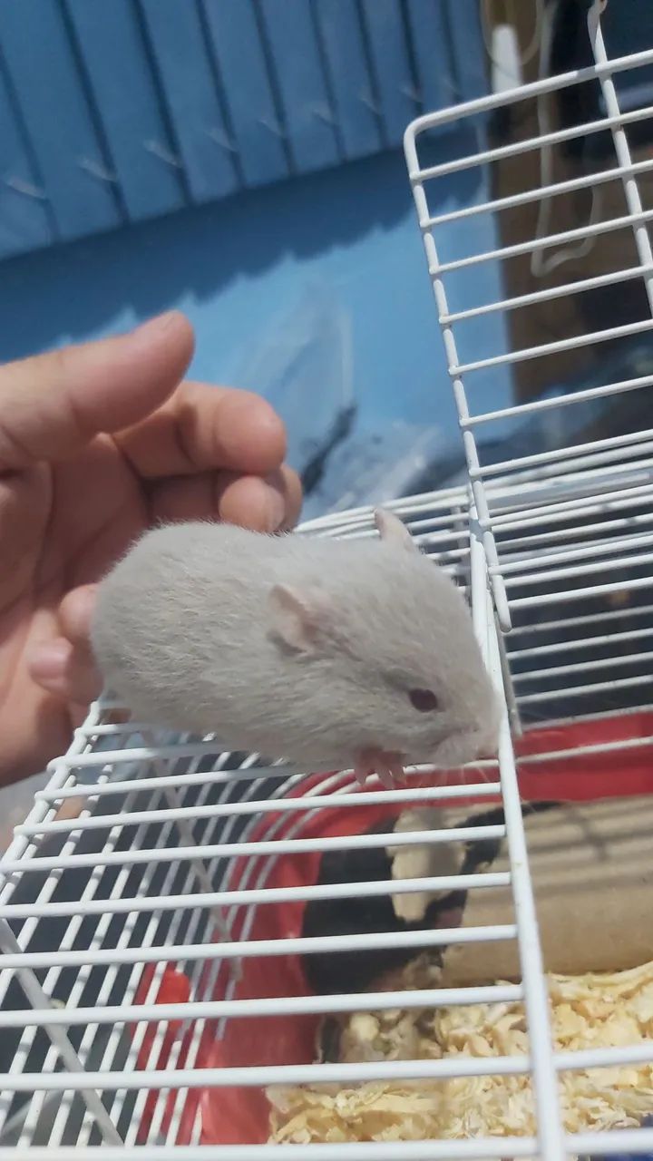 Hamster Sírio  - Foto 2