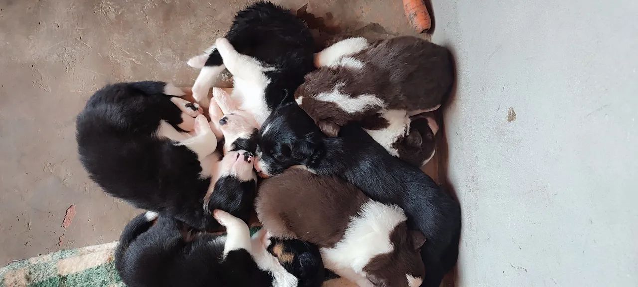 Filhotes de border collie  - Foto 3