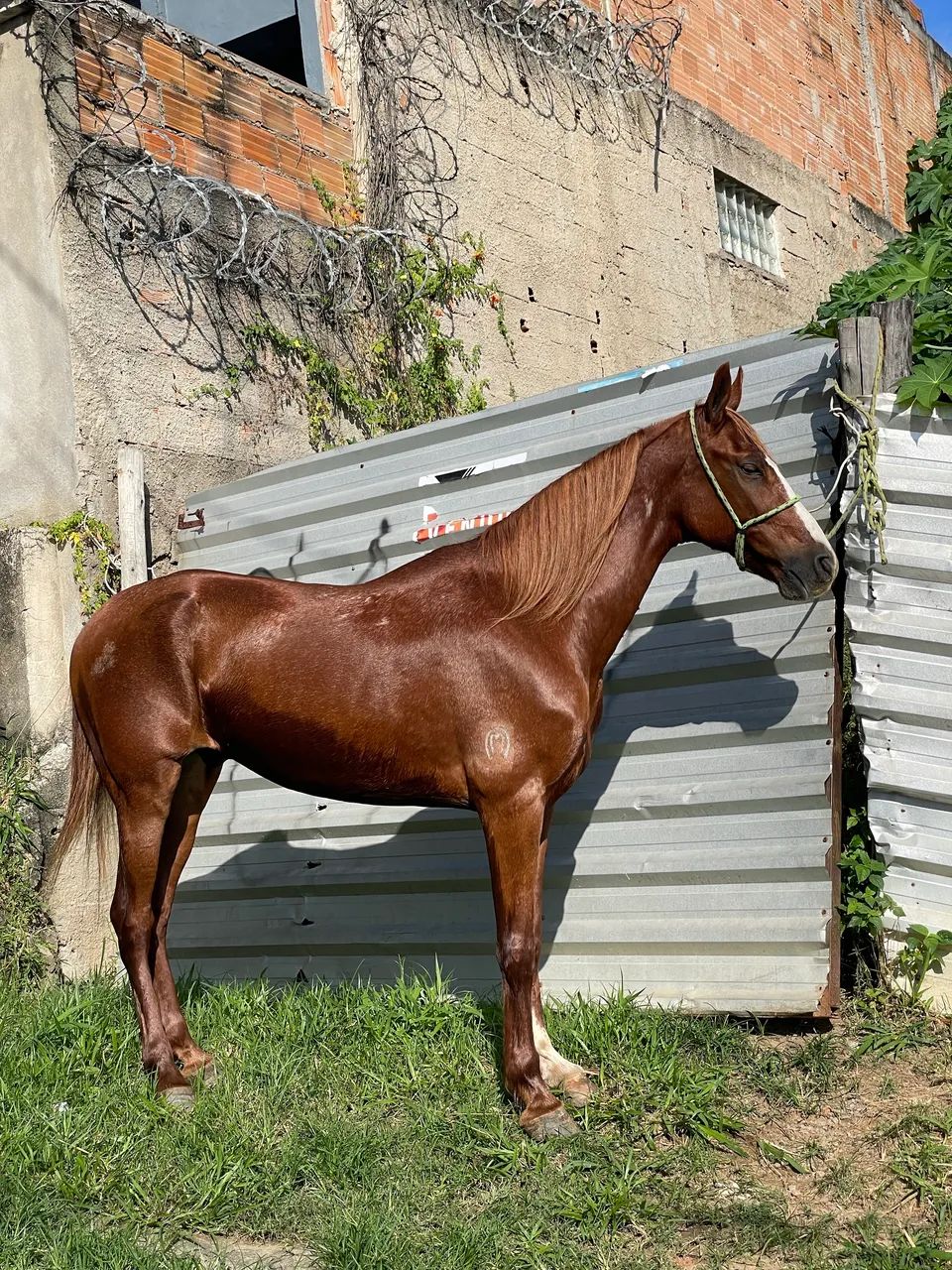 CAVALO  - Foto 5