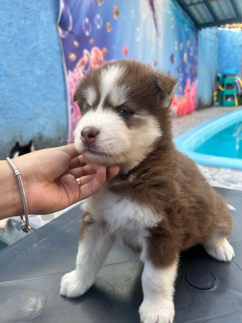 Husky Siberiano  - Foto 3