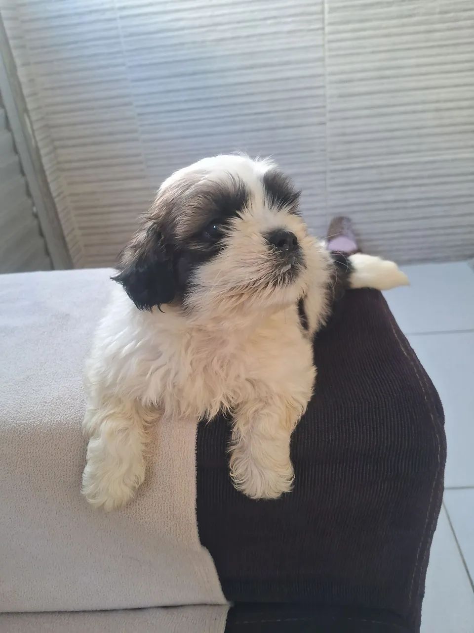 Cachorro ?  - Foto 2