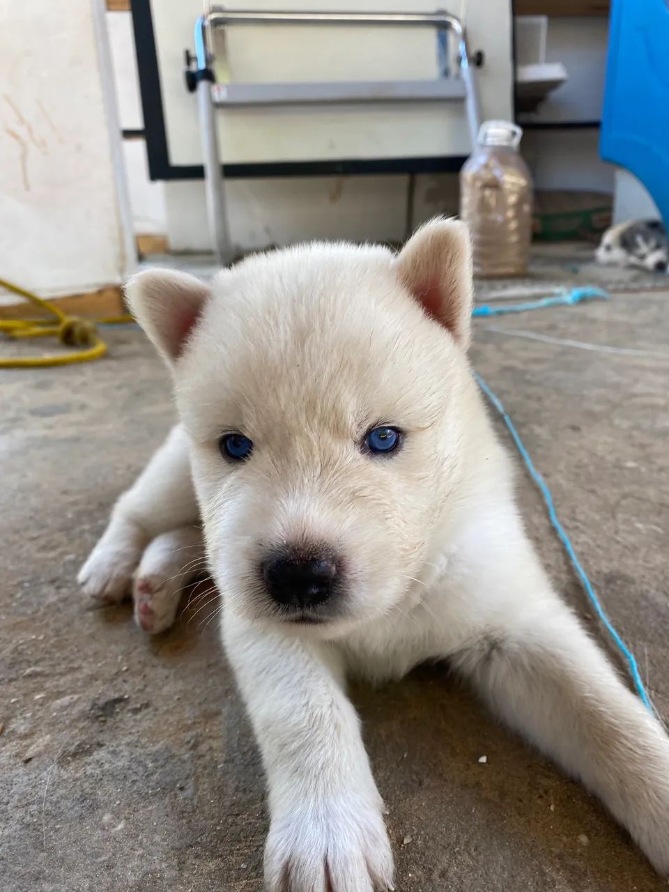 Husky siberiano - Foto 2