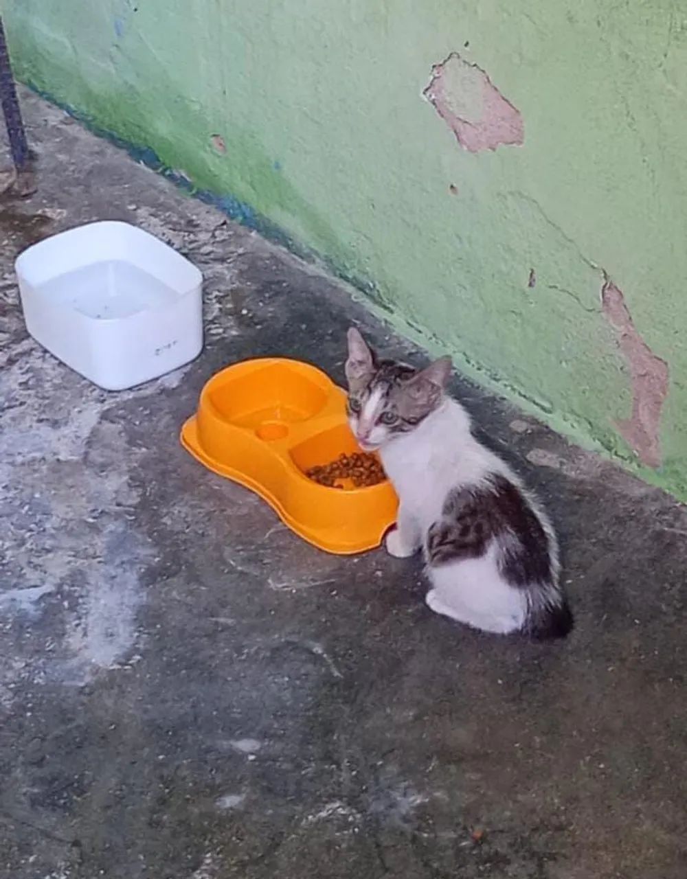 GATINHO ADOÇÃO RESPONSAVEL - Foto 3