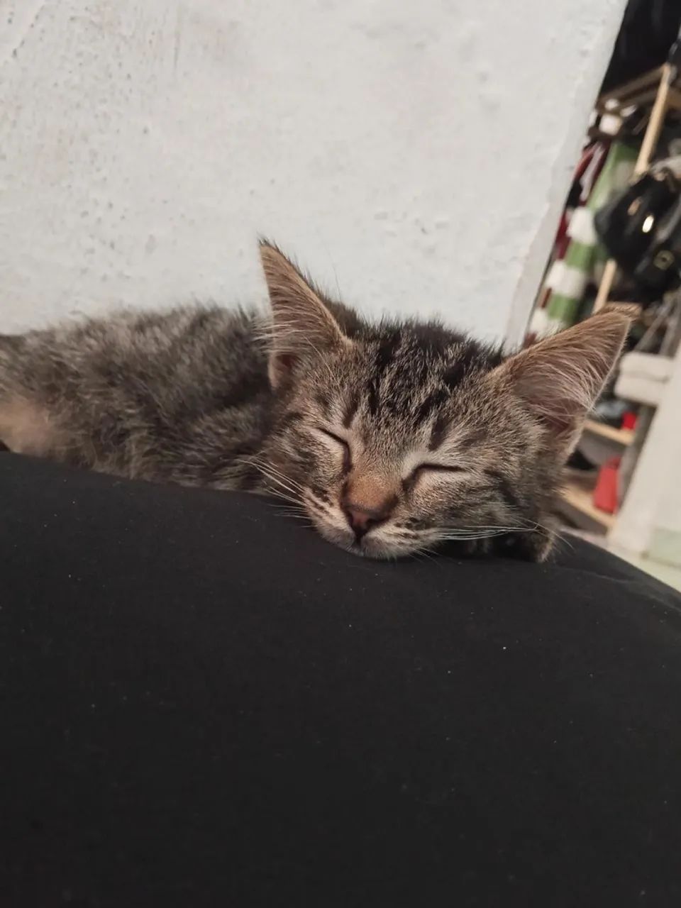 Gatinho filhote 