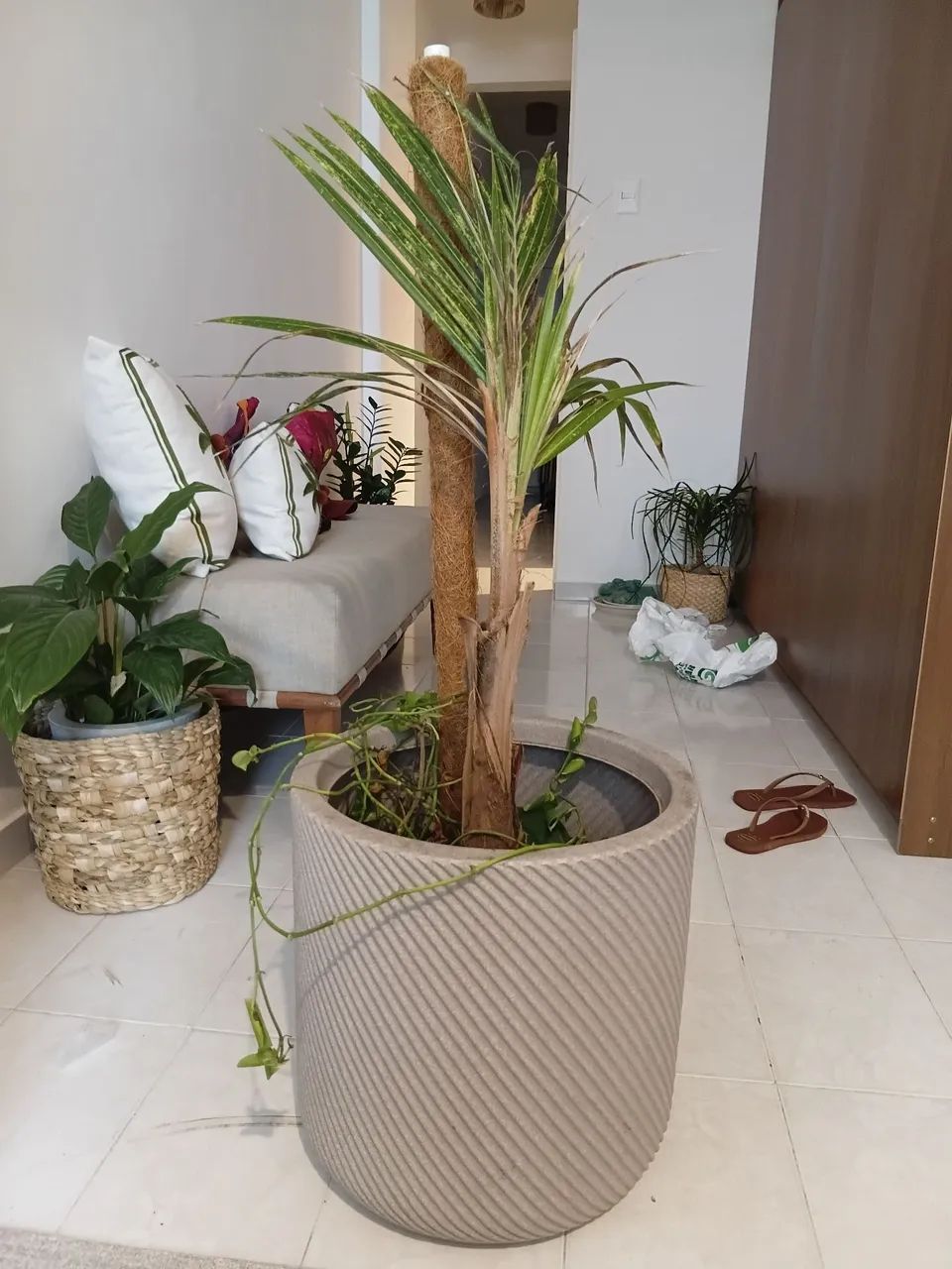Vaso com coqueiro  - Foto 2