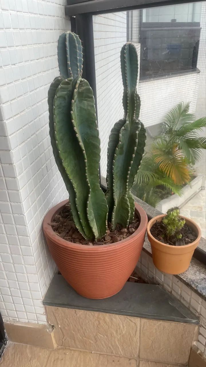 Cactus  - Foto 4