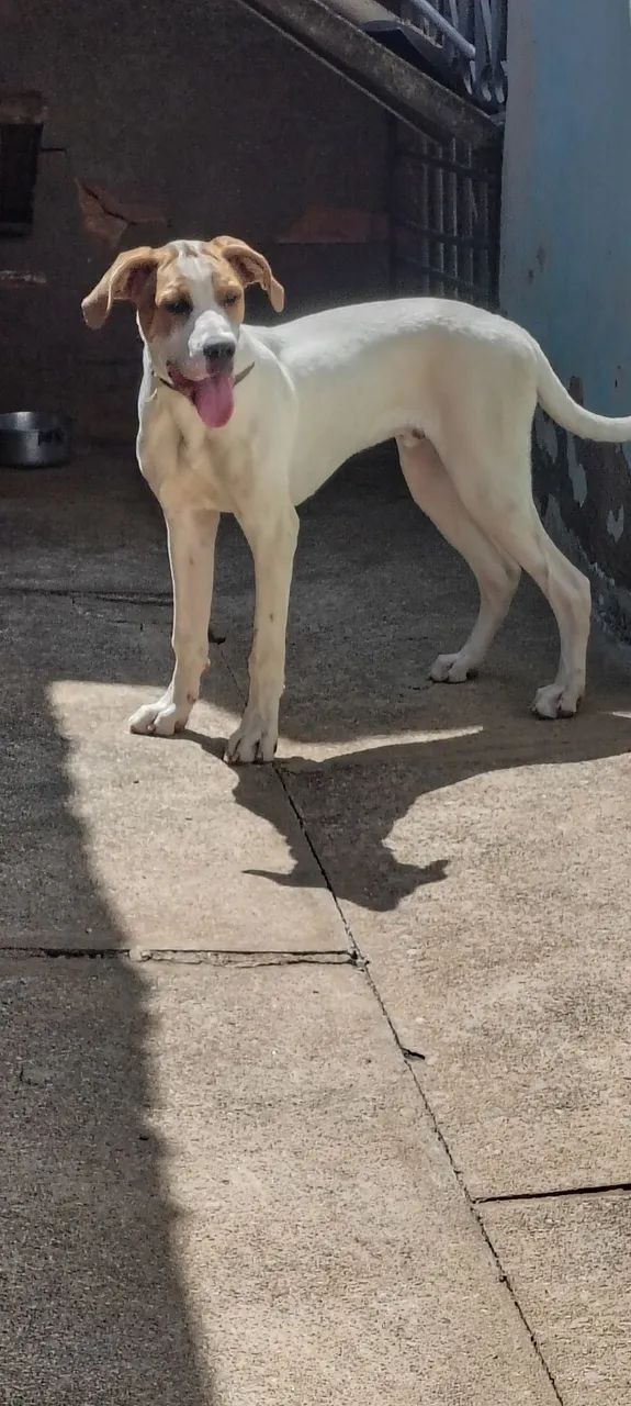 Doação de cachorro  - Foto 3