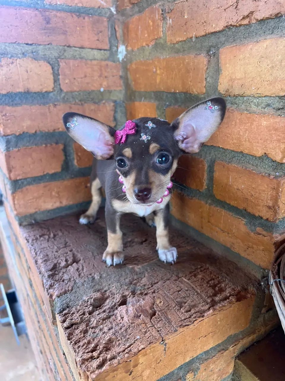 Pinscher fêmea chocolate pequena  - Foto 2