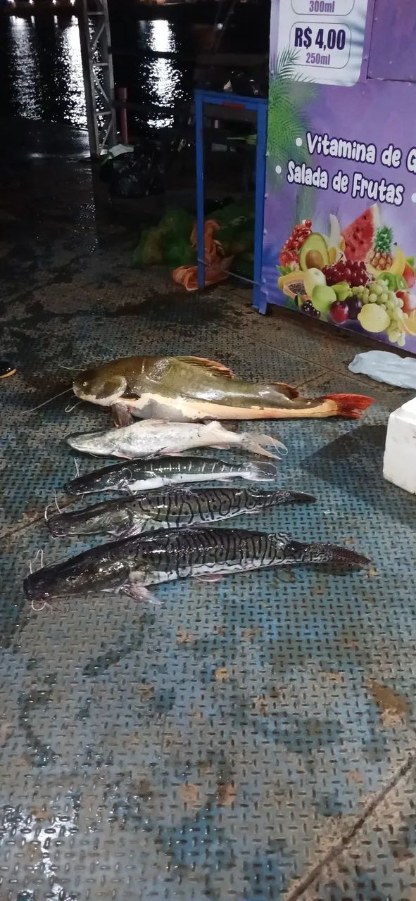 Guia de pesca em manaus - Foto 5