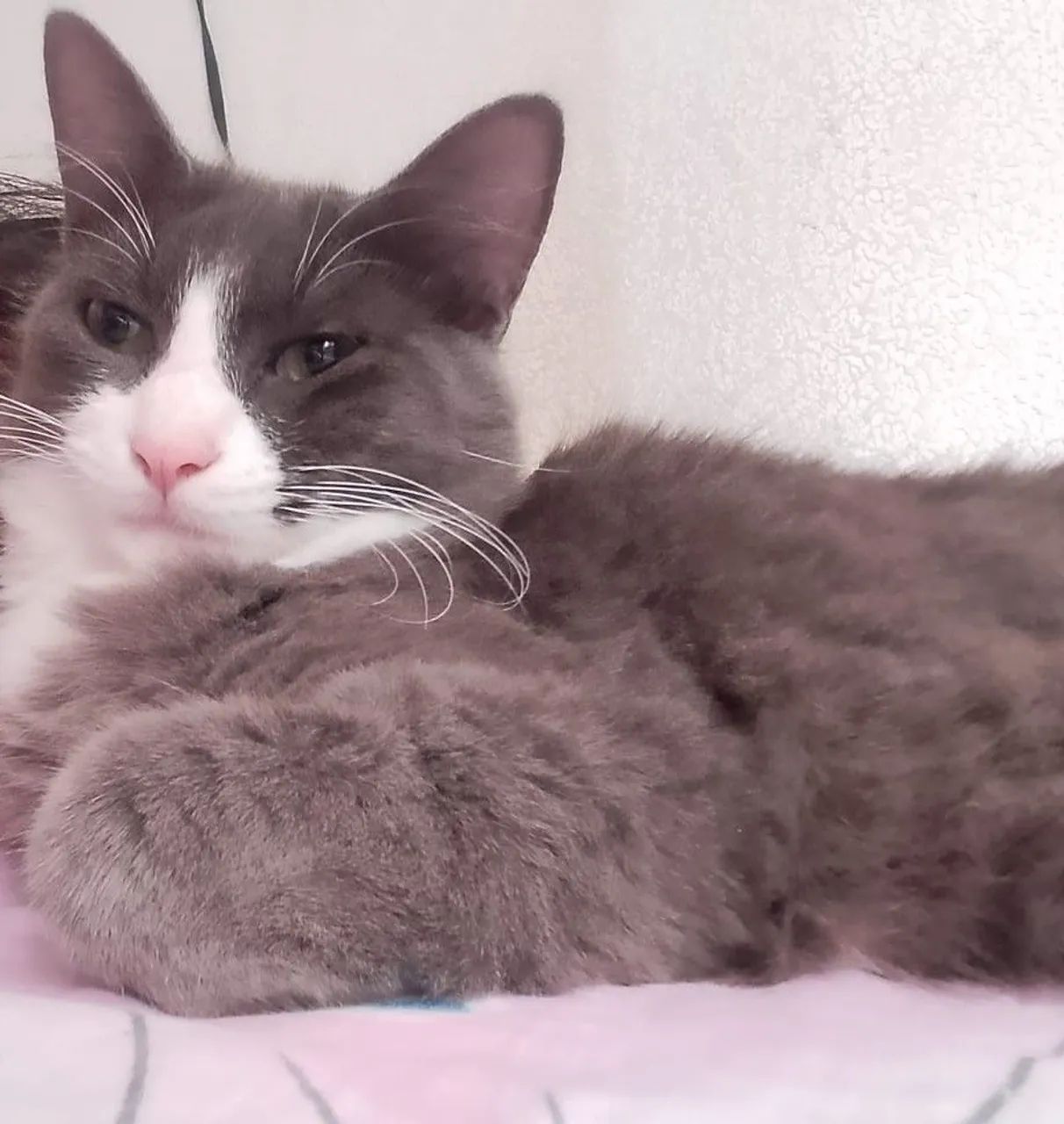Gatos para adoção  - Foto 3