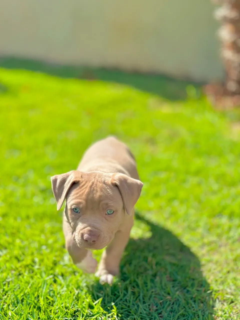 Cães para venda - Foto 5