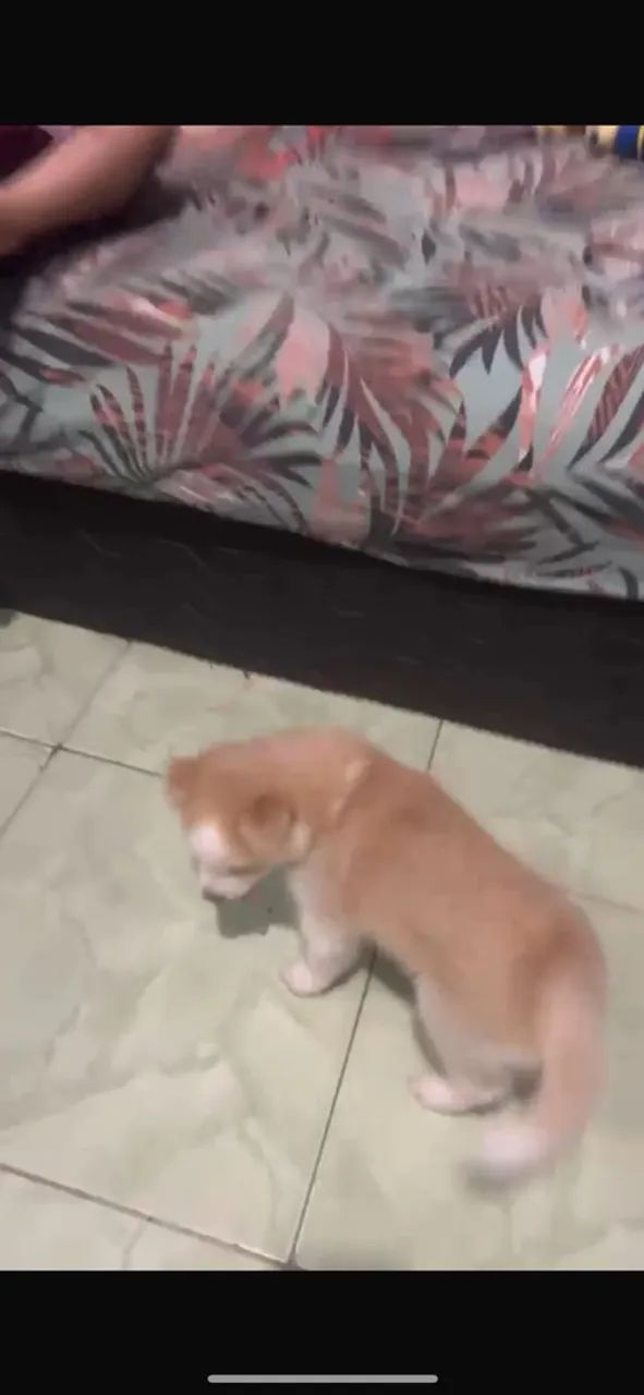 Cachorro 
