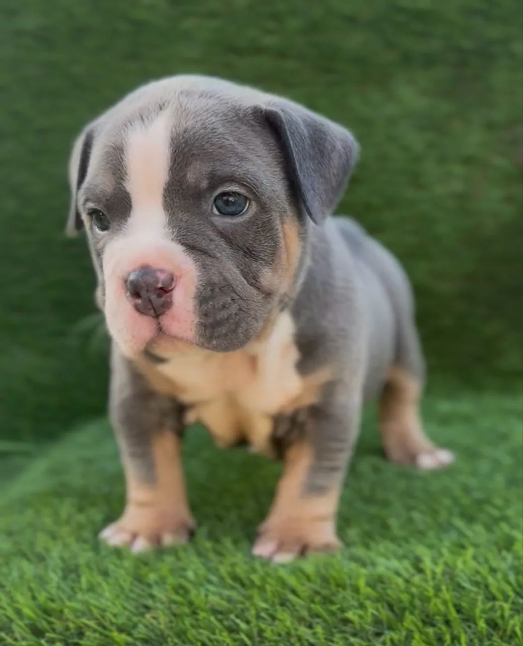 American bully macho 