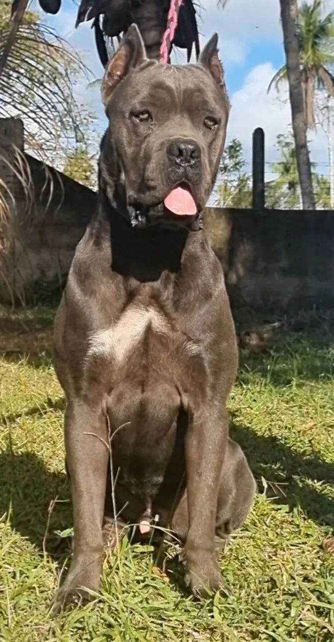 Filhotes de Cane Corso com Pedigree  - Foto 5