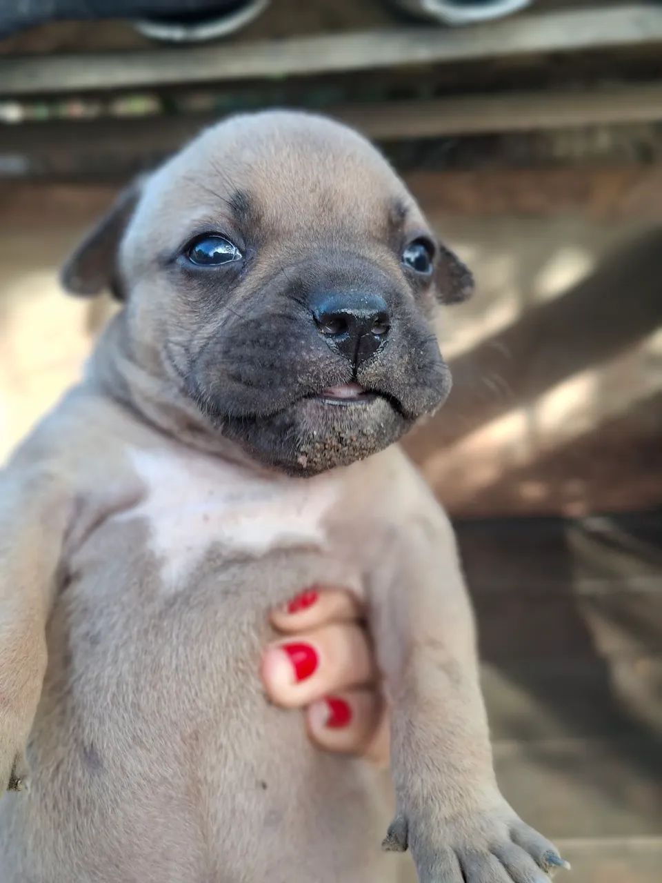 Pitmonster puro - Foto 6