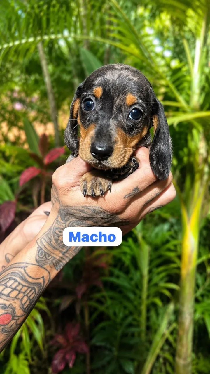 Dachshund Puro - Excelente Qualidade
