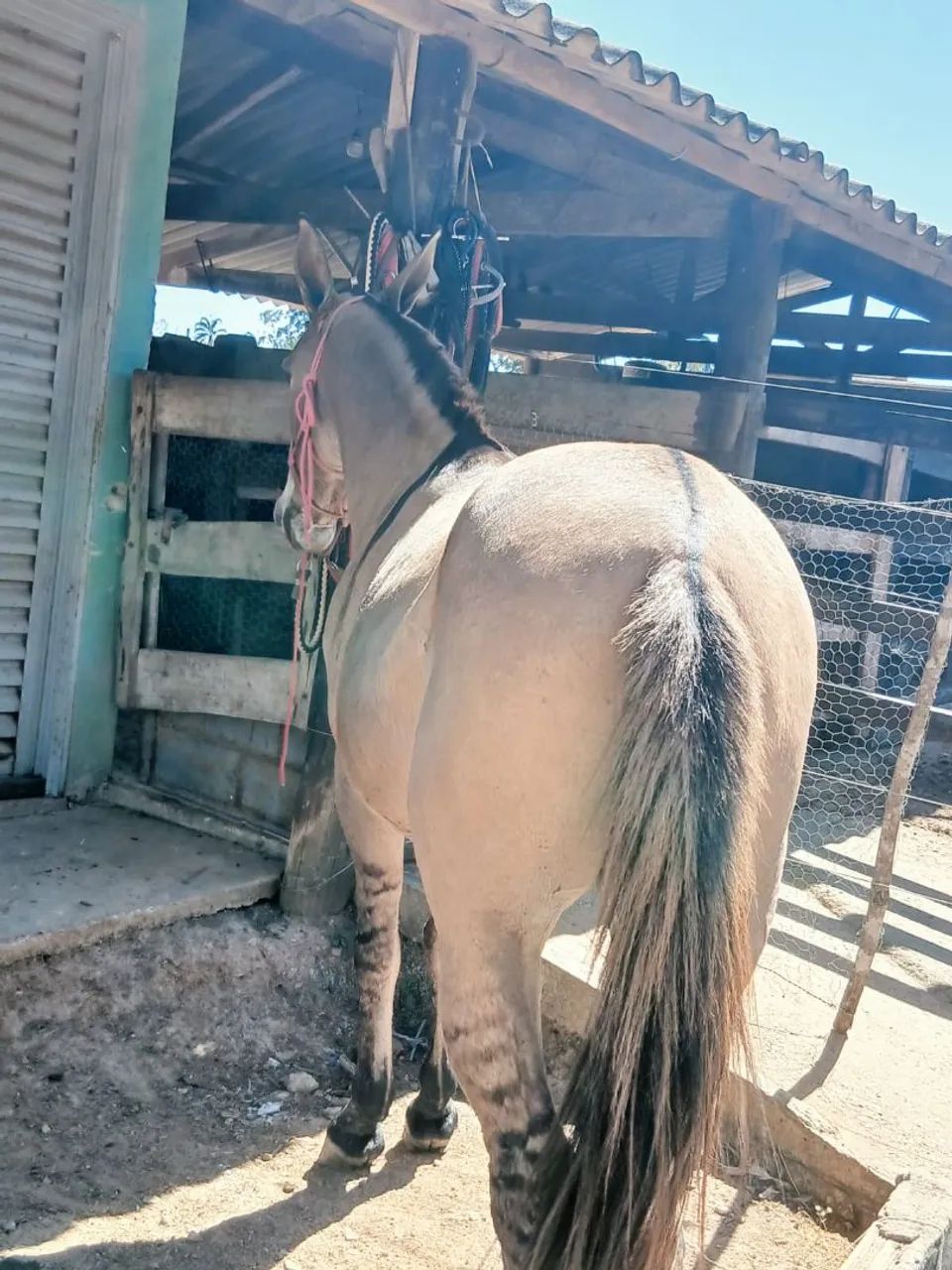 Burro - Foto 3