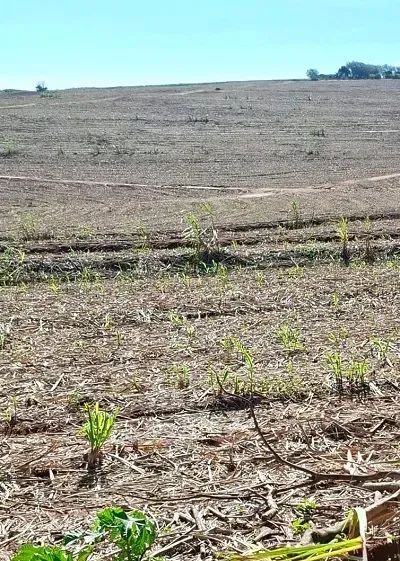 OPORTUNIDADE - TERRA ROXA - 25,80 ALQUEIRES - Foto 2