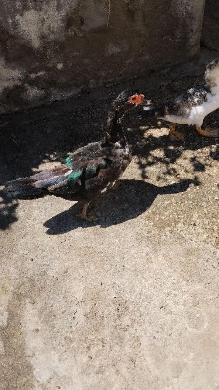 Patos  