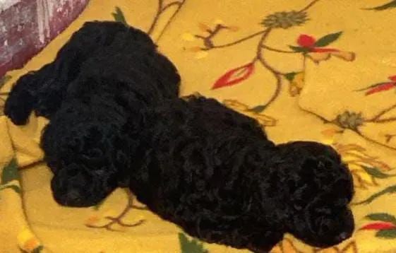 Poodle toy fêmea machos  - Foto 2