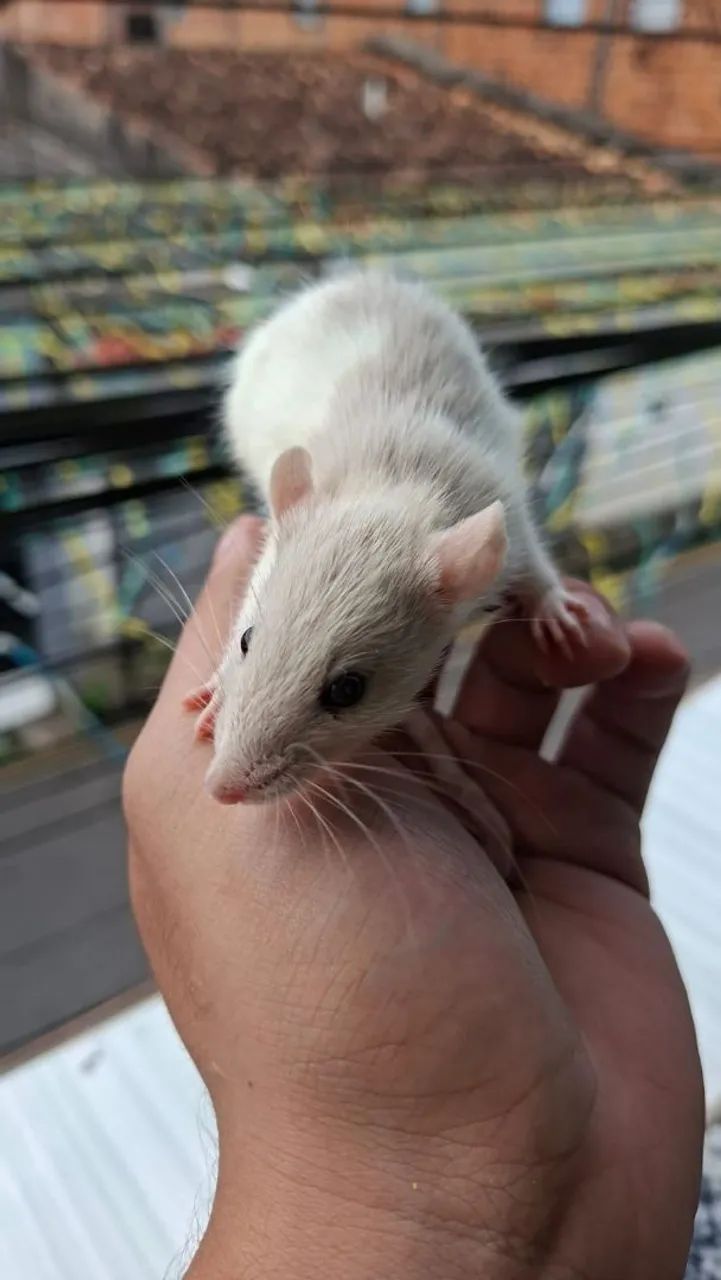 Rato twiste  - Foto 3
