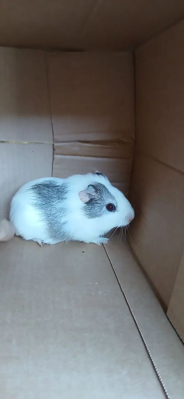 Guinea Pig Lot..439274687264215040
