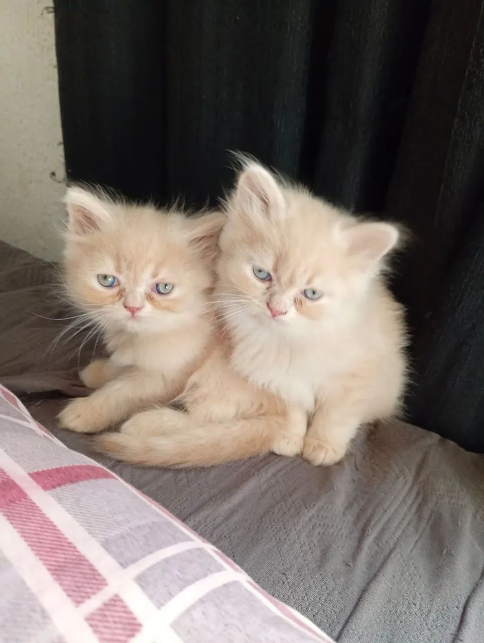 Gato - Foto 3