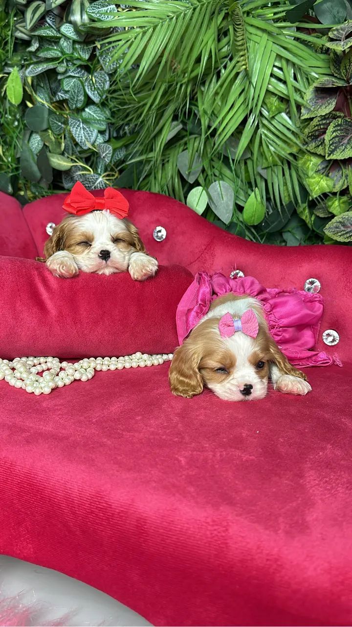 Cavalier machos e fêmea a pronta entrega 
