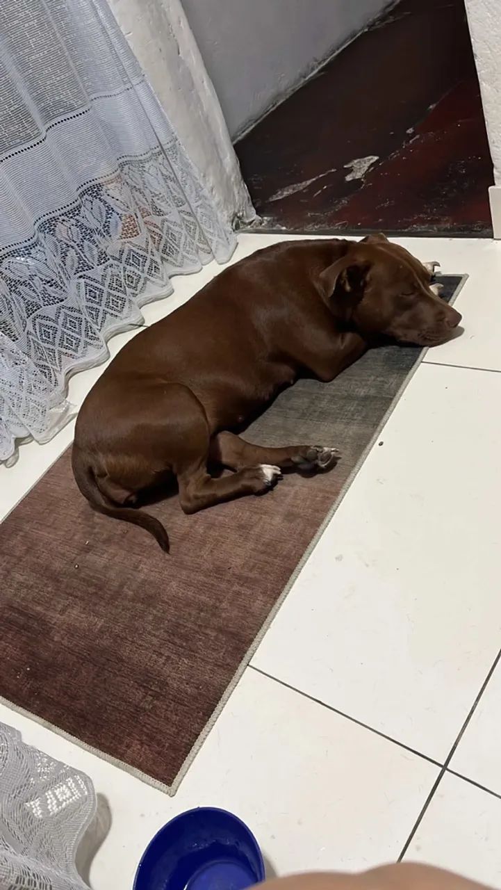 Pitbull american bully - Foto 3