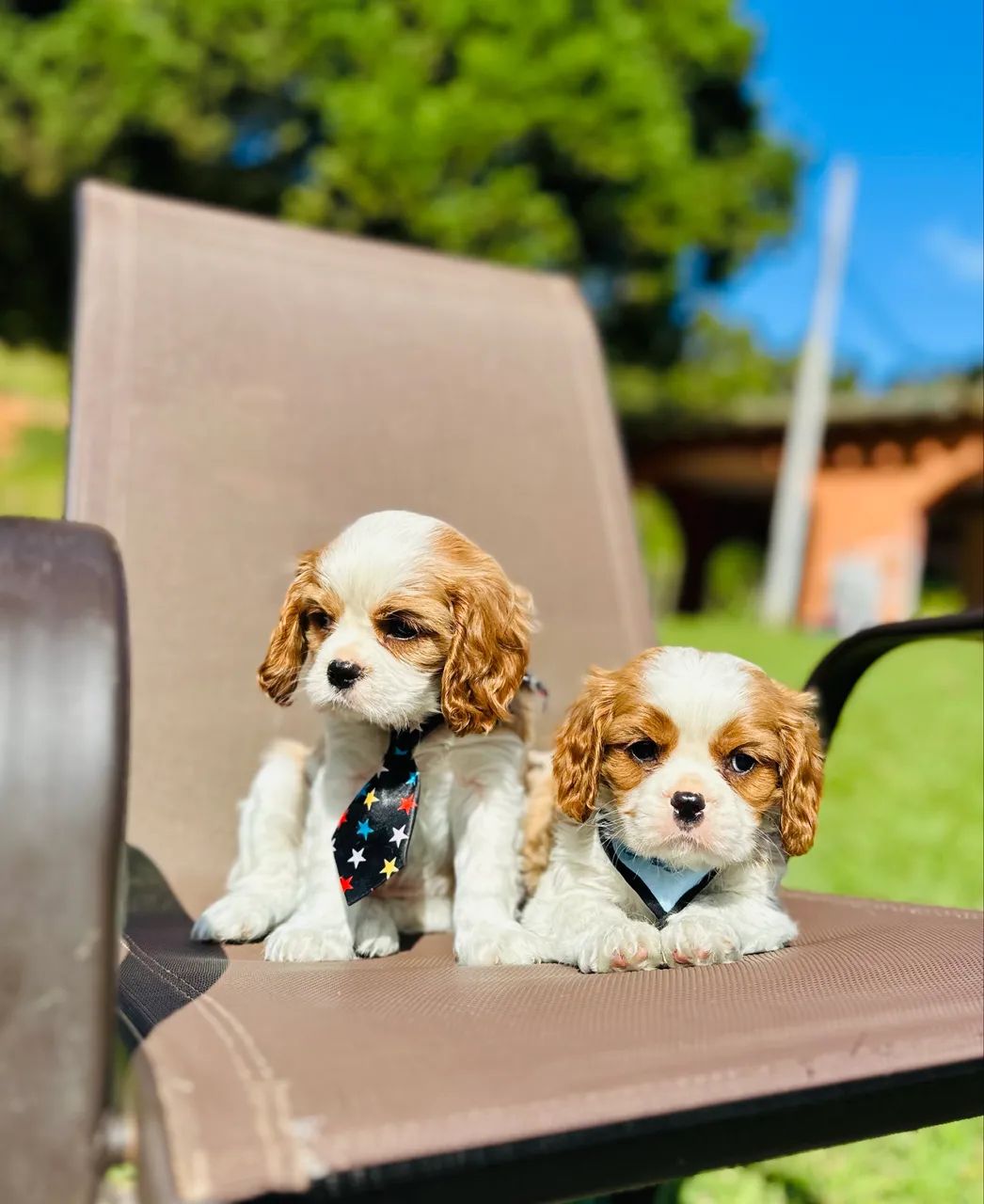 Cavalier king charles  - Foto 2