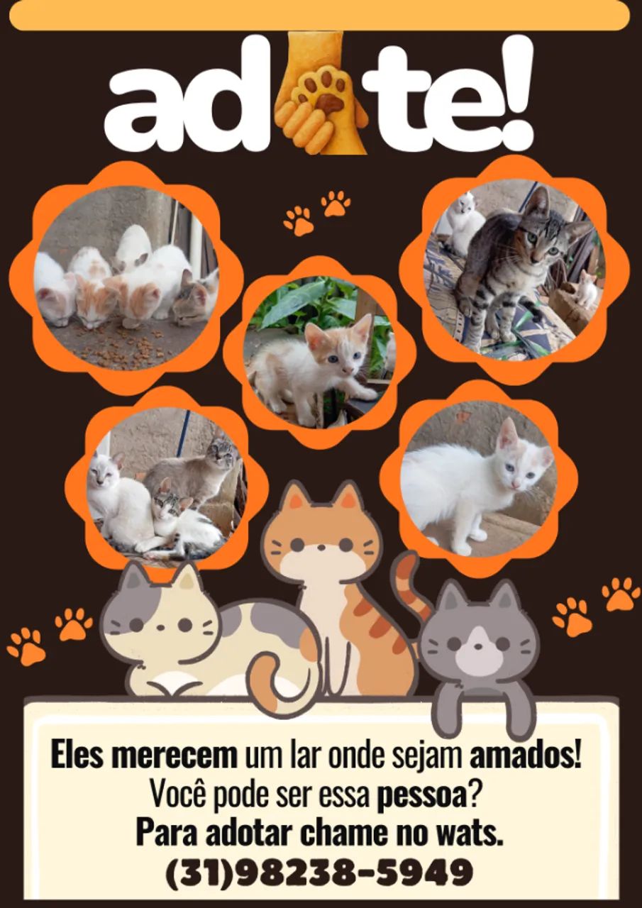 Adoção responsavel de gatinhos