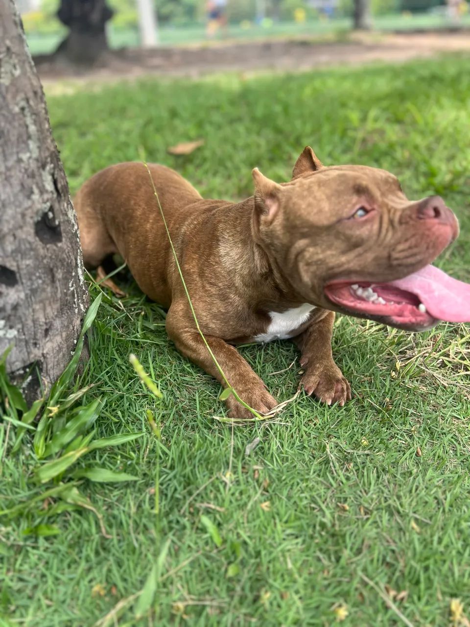 Doação - cachorros - Foto 3