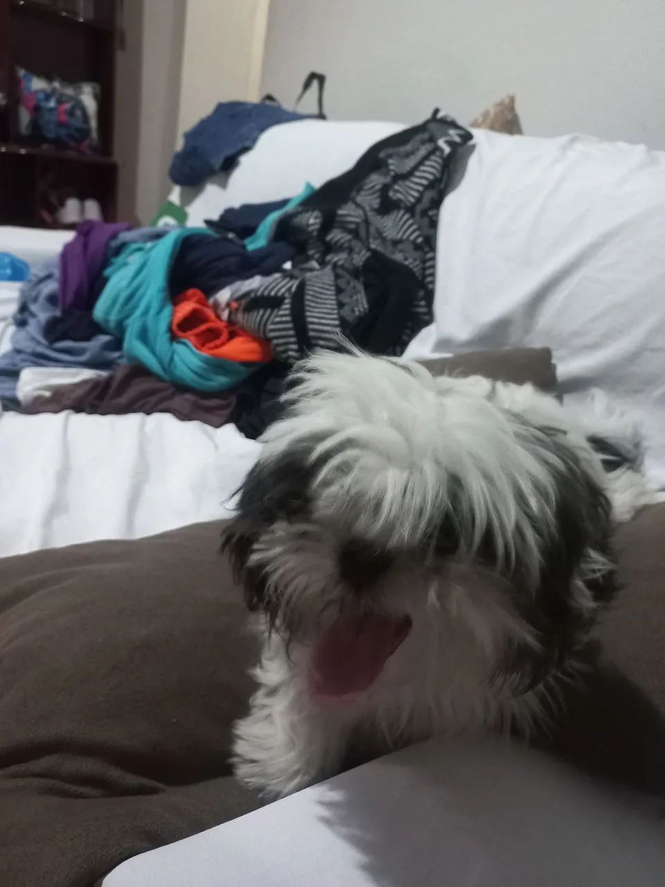 Cachorro  - Foto 3