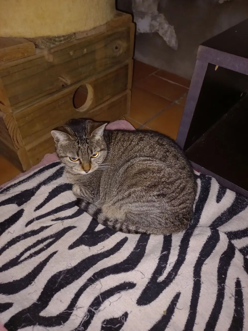 Doação de uma gatinha  - Foto 5
