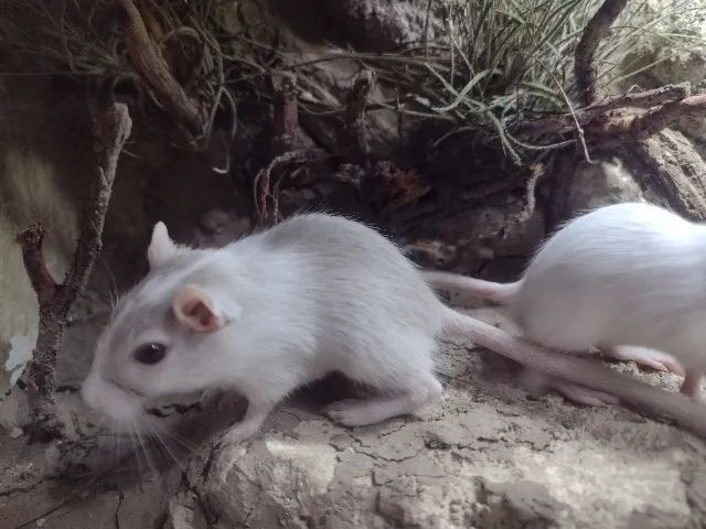 Filhotinhos de Gerbil ( esquilo da mongolia) - Foto 4