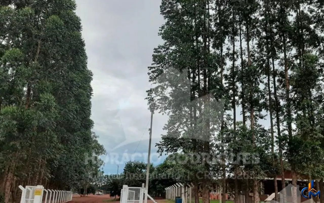 Fazenda Regiao de Primavera do Leste - Foto 4