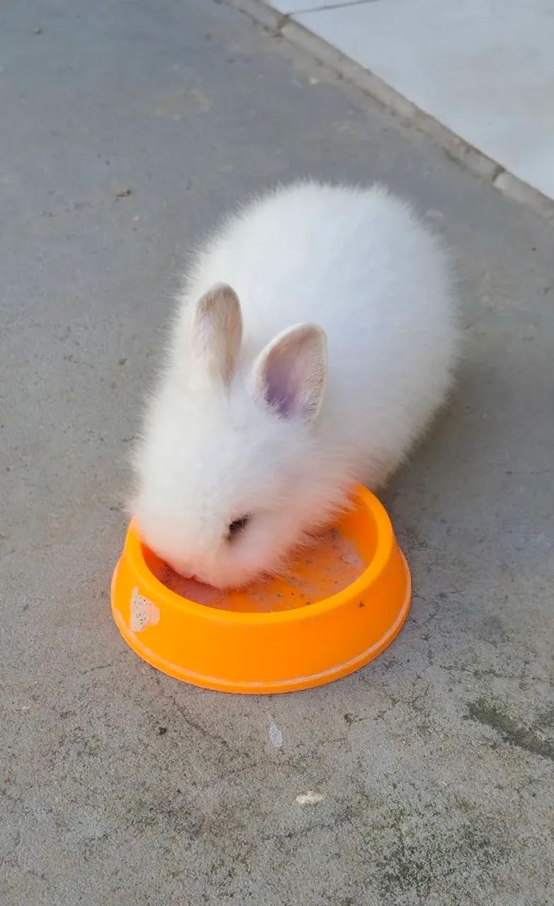 Mini Lionhead  - Foto 4