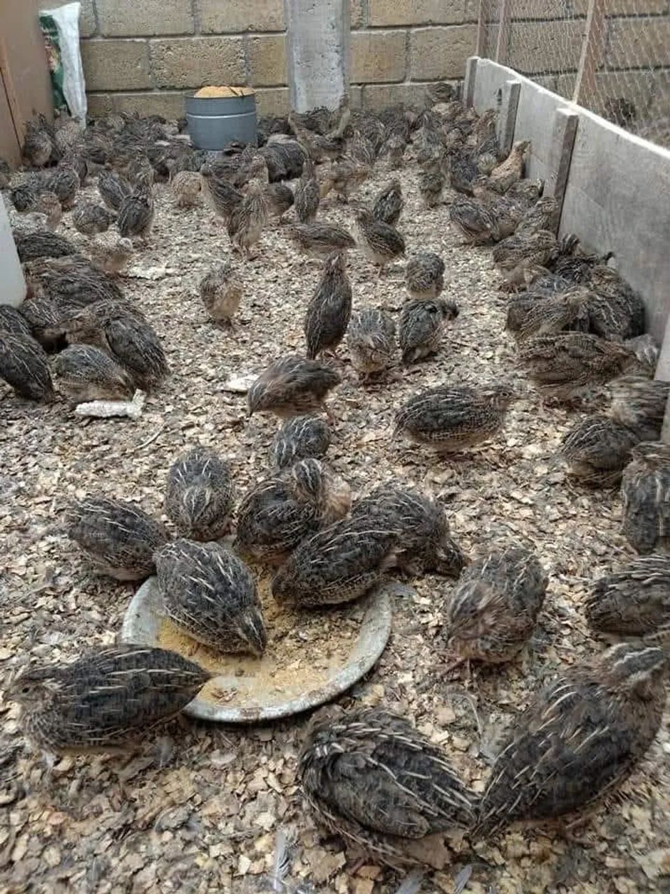 Codornas Disponíveis  - Foto 3