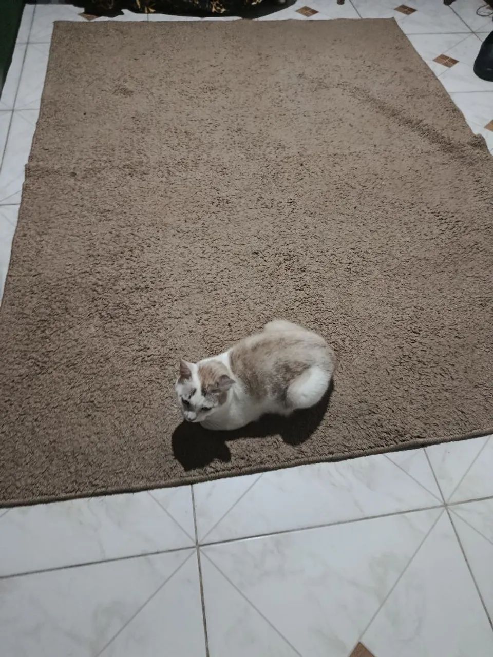 Animais