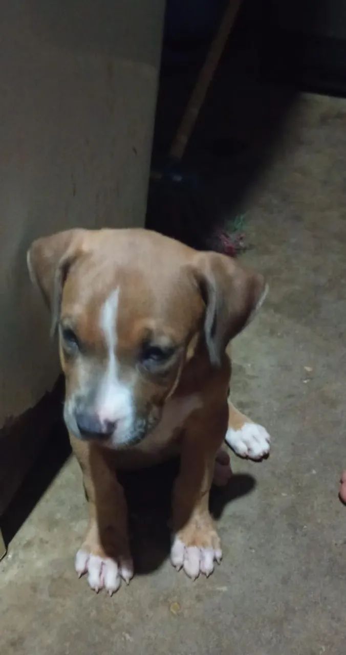 Vendo American Bully - Foto 2