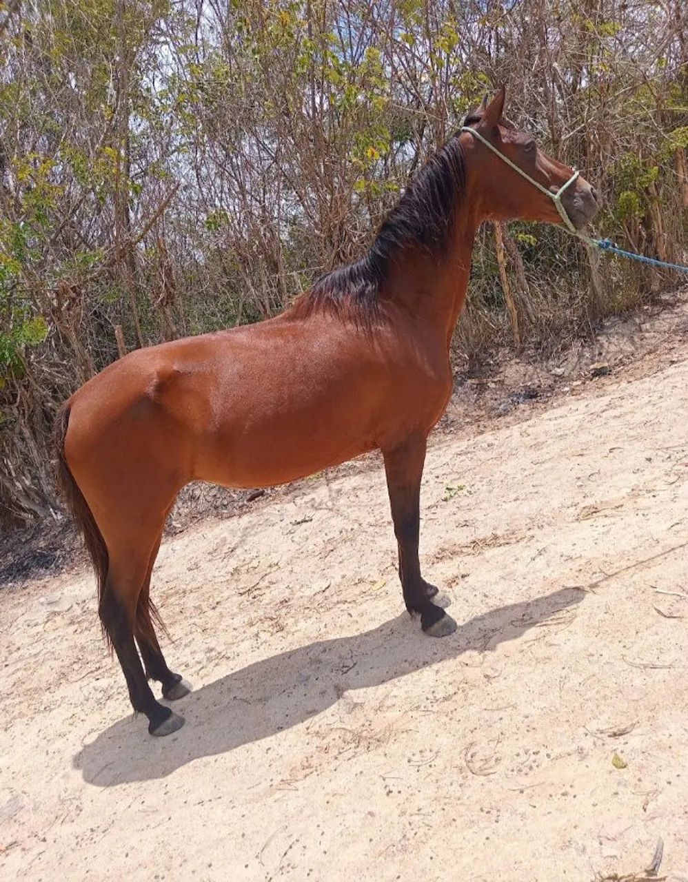 Vendo e troco egua andando muito  - Foto 2