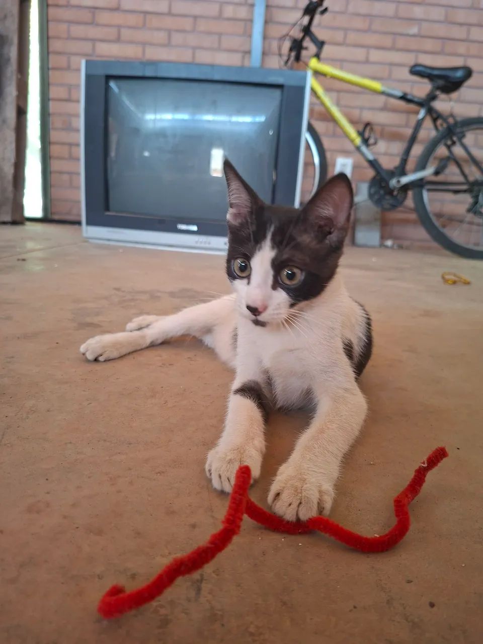 Adote o Luke - Foto 3