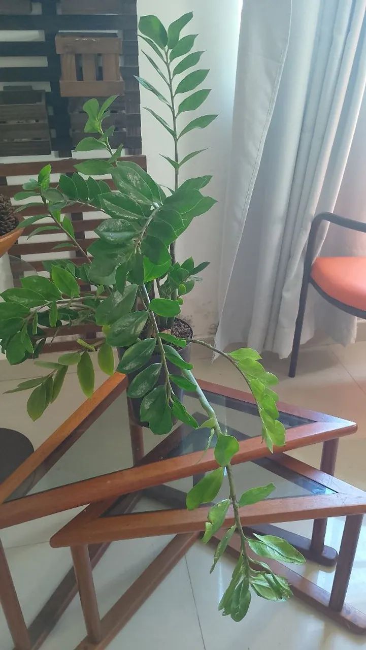 Desapego de planta 