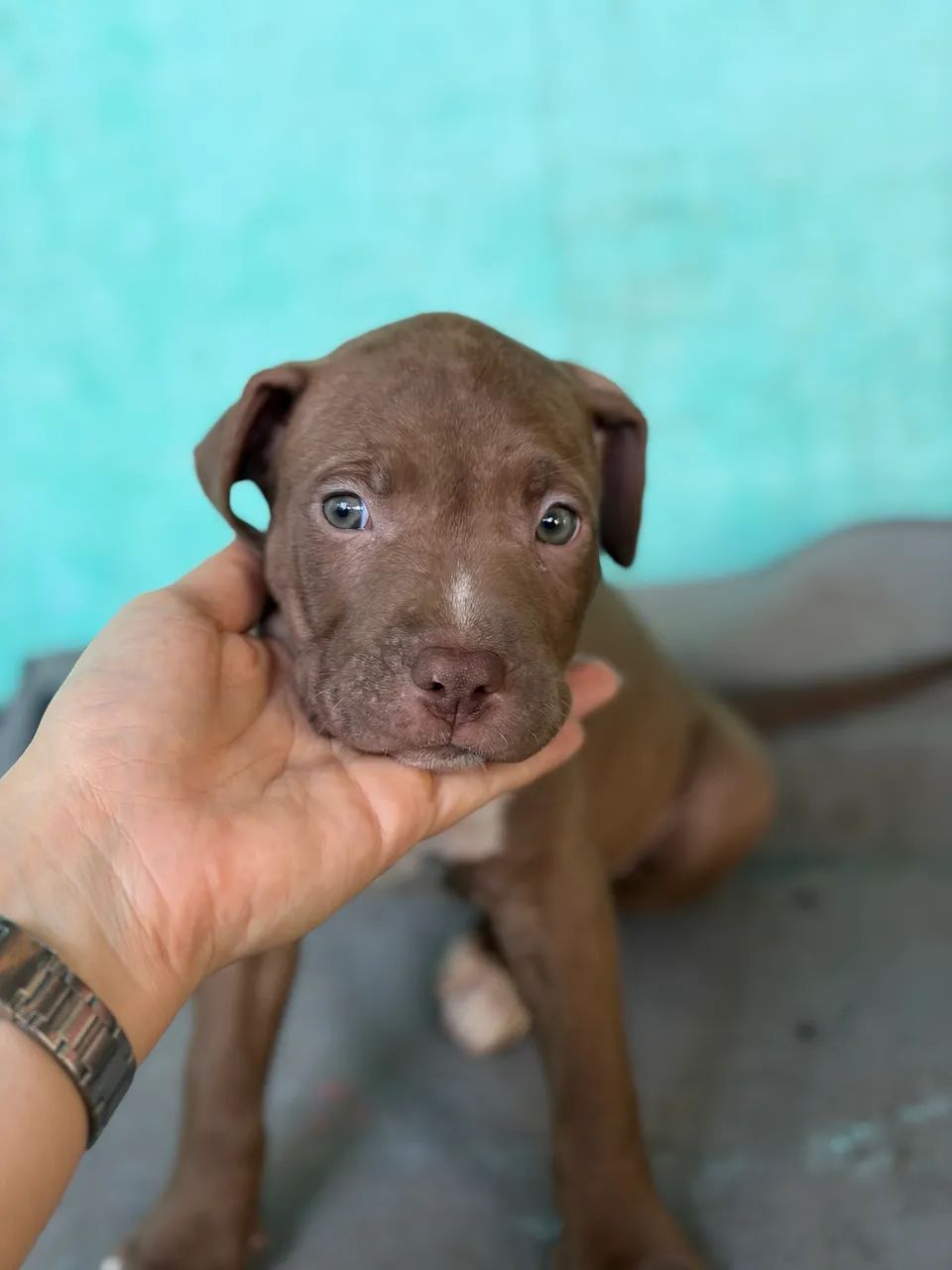 Pitbulls filhotes