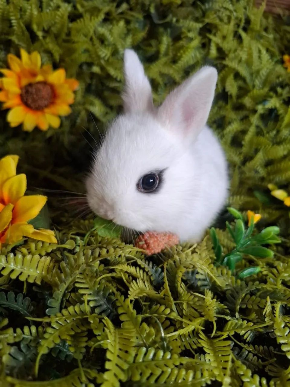 Femea de netherland dwarf  - Foto 3