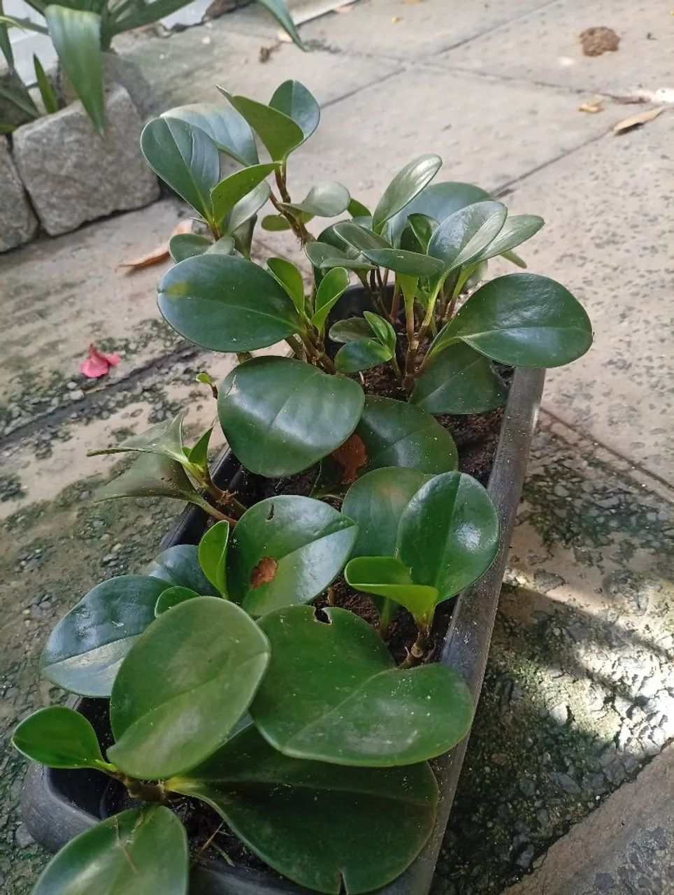 Peperomia - Foto 3