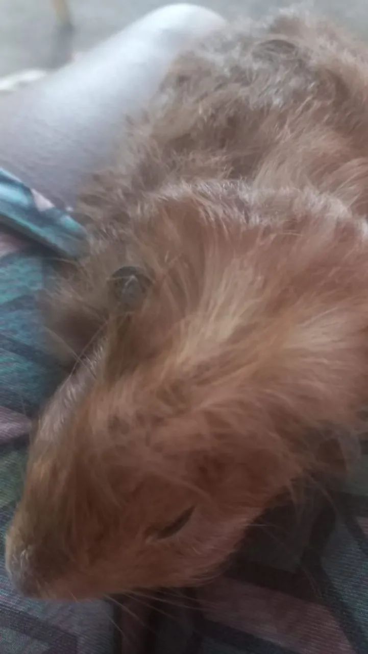 Porquinho da índia  - Foto 2